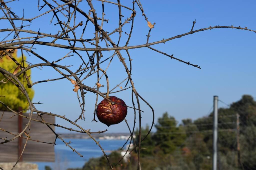 Appartamento Ολόκληρος Όροφος Αγροτική Οικία Néos Pírgos Esterno foto