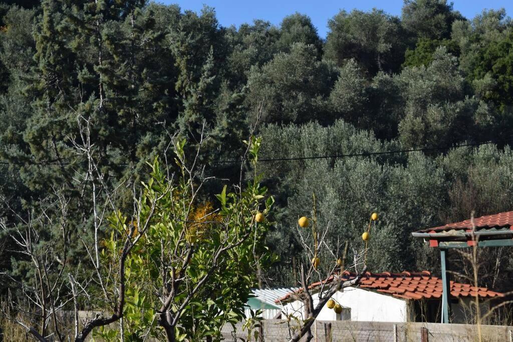 Appartamento Ολόκληρος Όροφος Αγροτική Οικία Néos Pírgos Esterno foto